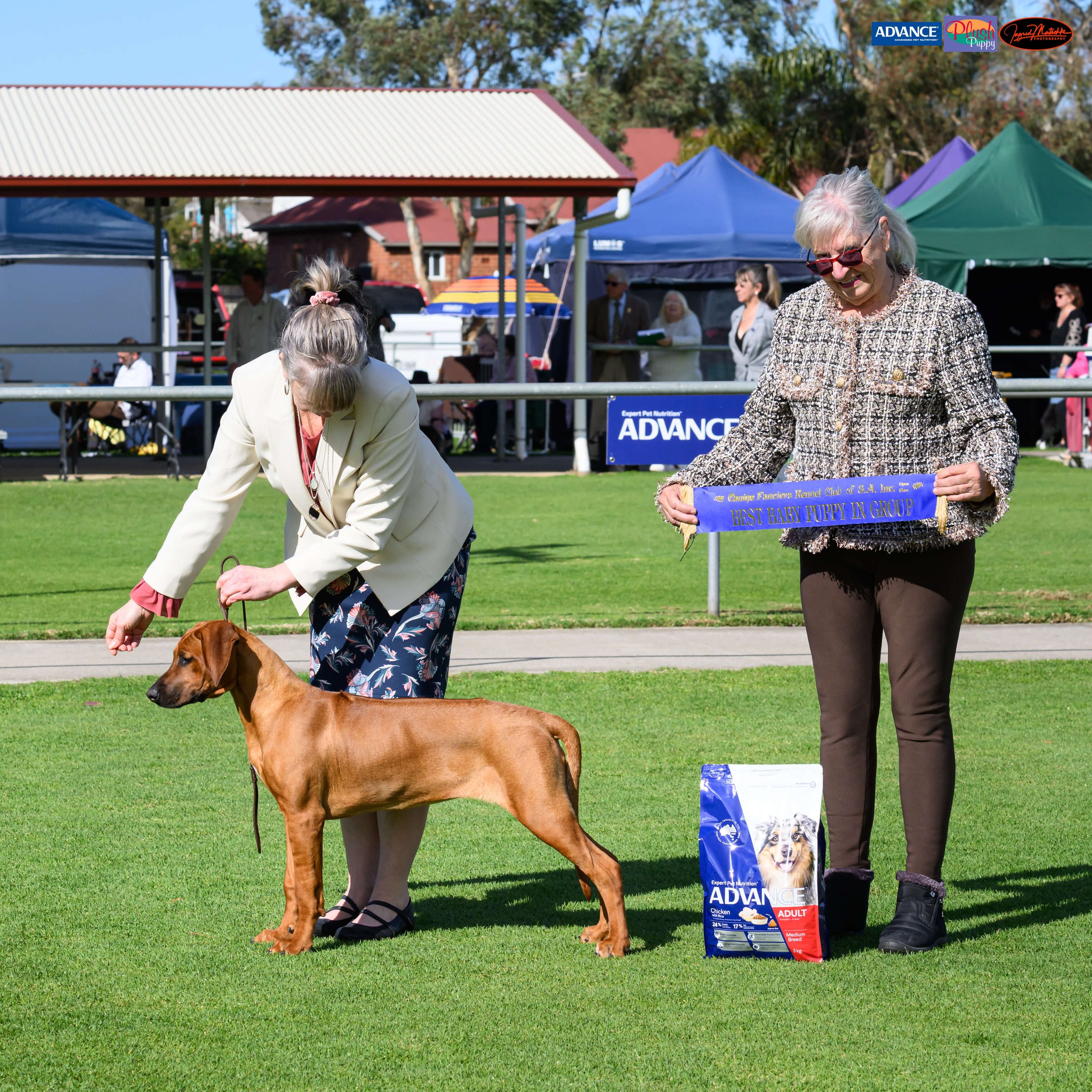Shakuru Rhodesian Ridgebacks Shakuru Flick Of The Switch Rhodesian Ridgeback - Owned by Rebecca Lamb