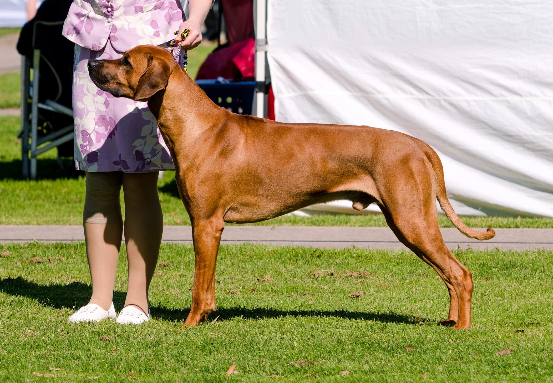 Shakuru Rhodesian Ridgebacks Aust Ch Shakuru Boston Me Around (AI) Rhodesian Ridgeback - Owned by ...