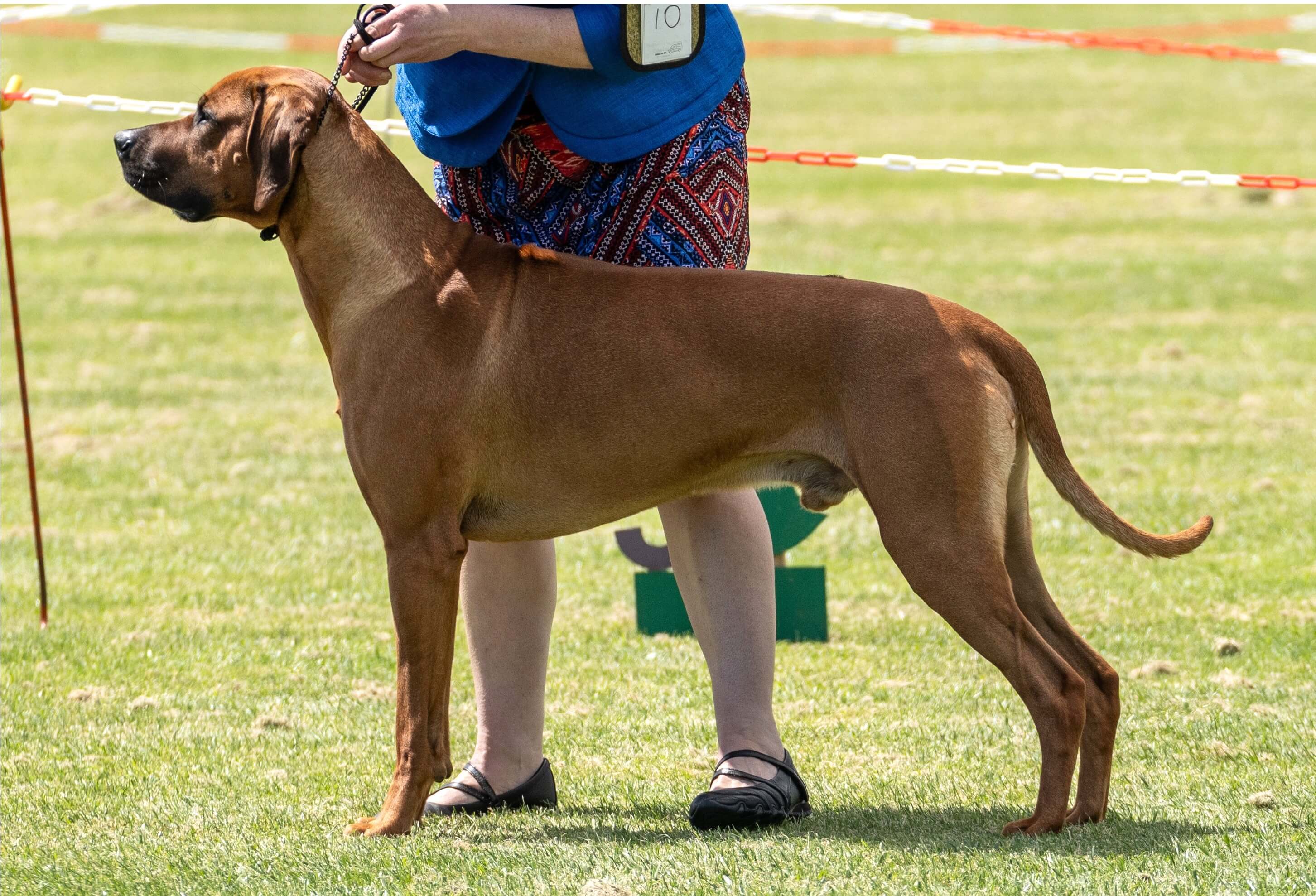 Shakuru Rhodesian Ridgebacks Aust Ch Shakuru Boston Me Around (AI) Rhodesian Ridgeback - Owned by ...