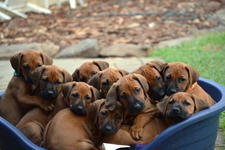 Rhodesian Ridgeback puppy for sale by SHAKURU