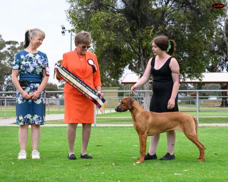 Shakuru Flick Of The Switch Rhodesian Ridgeback