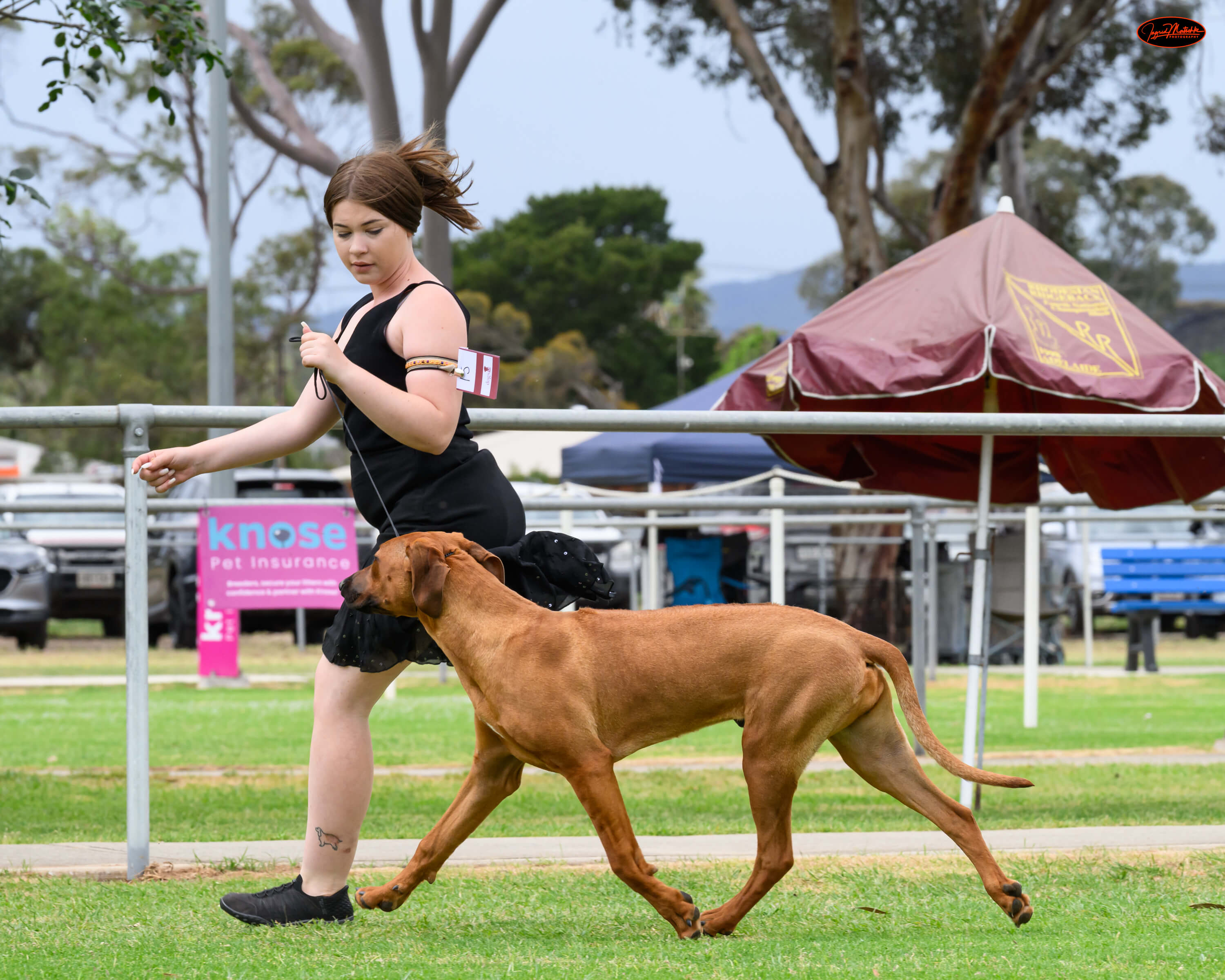 Shakuru Rhodesian Ridgebacks Shakuru Flick Of The Switch Rhodesian Ridgeback - Owned by Rebecca Lamb