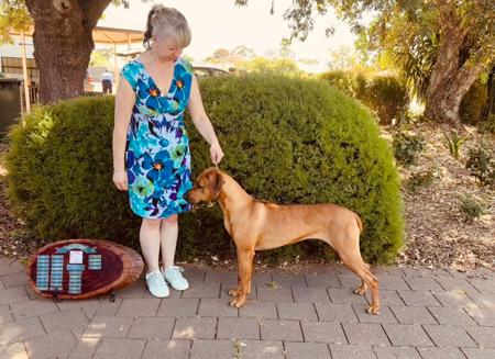 AUST CHAMPION Marandela Take The Money N Run Rhodesian Ridgeback