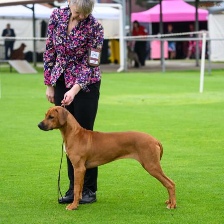 Shakuru Whole Lotta Rosie Rhodesian Ridgeback