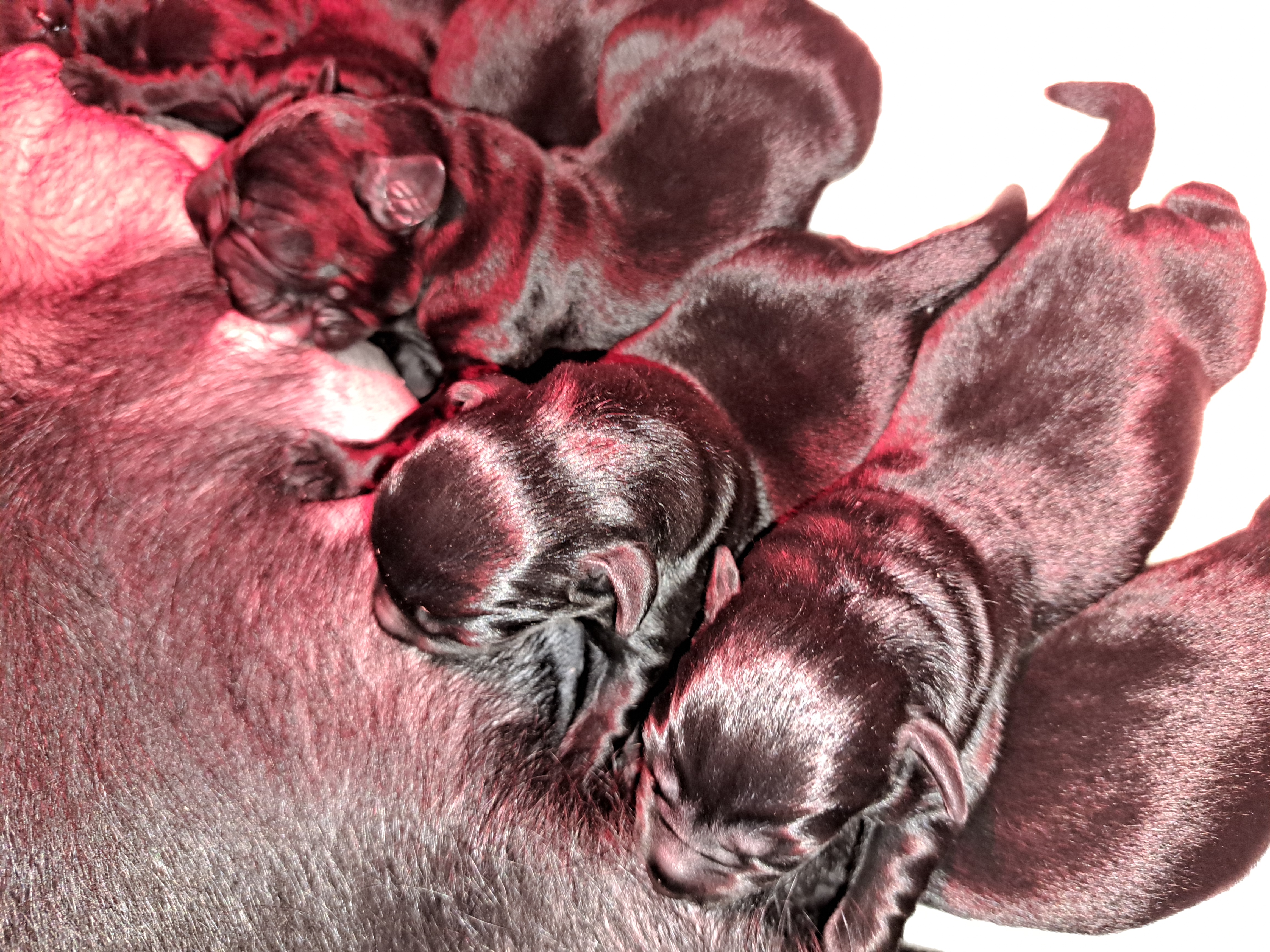 Labrador Retriever puppy for sale by ARIELALABRADORS