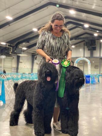 Russian Black Terrier for sale by HAUSNOIR