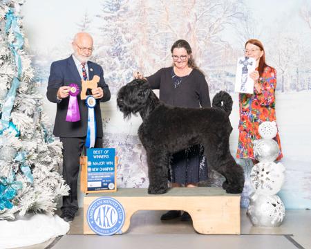 Russian Black Terrier for sale by HAUSNOIR