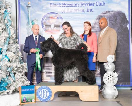 Russian Black Terrier for sale by RUPERTTHERUSSIAN