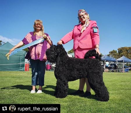 Russian Black Terrier for sale by HAUSNOIR