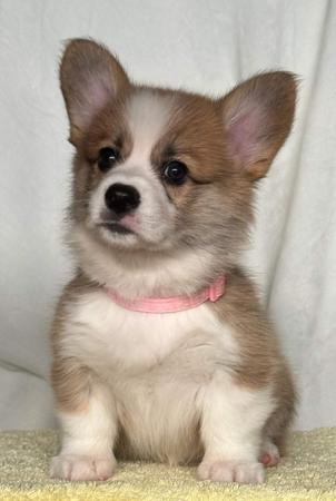 Welsh Corgi (Pembroke) for sale by IDELIA