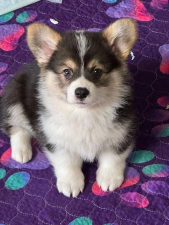 Welsh Corgi (Pembroke) for sale by IDELIA