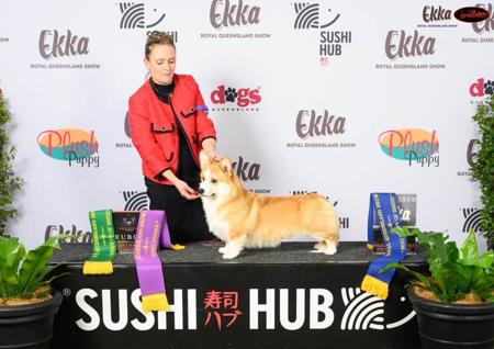 Welsh Corgi (Pembroke) for sale by IDELIA