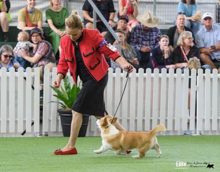 Welsh Corgi (Pembroke) for sale by IDELIA