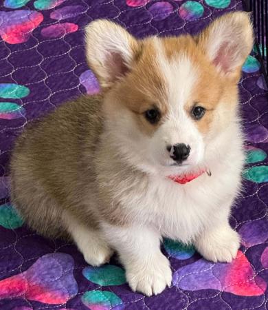 Welsh Corgi (Pembroke) for sale by IDELIA
