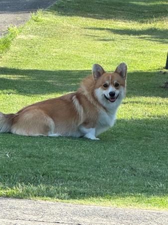 Welsh Corgi (Pembroke) for sale by IDELIA