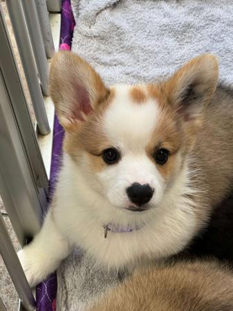 Welsh Corgi (Pembroke) for sale by IDELIA