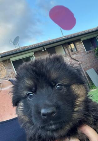 German Shepherd Dog (Long Stock Coat) for sale by IDELIA