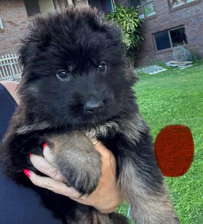 German Shepherd Dog (Long Stock Coat) for sale by IDELIA