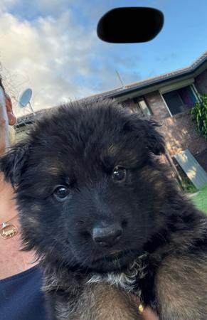 German Shepherd Dog (Long Stock Coat) for sale by IDELIA