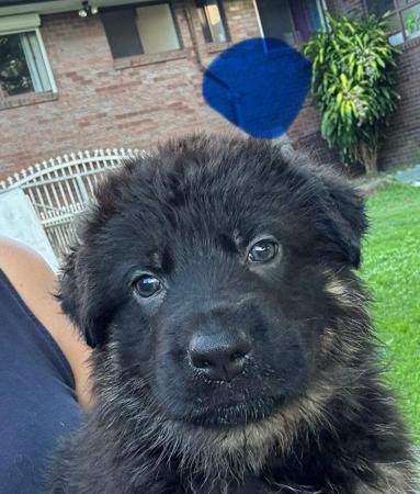 German Shepherd Dog (Long Stock Coat) for sale by IDELIA