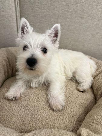 West Highland White Terrier puppy for sale by ROYALWESTIES