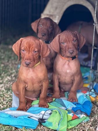 Hungarian Vizsla puppy for sale by NIKO