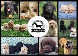 Labrador Retriever for sale by TANWARRAGOLD