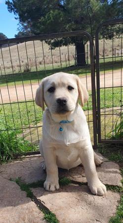 Labrador Retriever dog for sale by TANWARRAGOLD