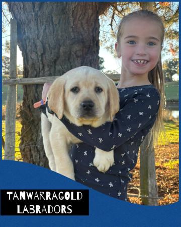 Labrador Retriever puppy for sale by TANWARRAGOLD