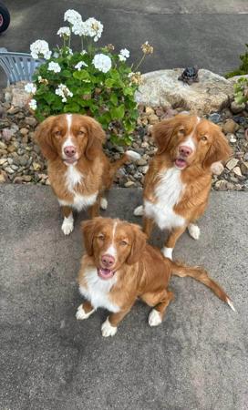 Nova Scotia Duck Tolling Retriever for sale by TOLLERFLARE