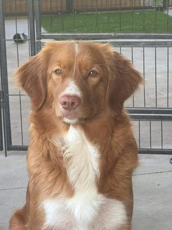 Nova Scotia Duck Tolling Retriever for sale by TOLLERFLARE