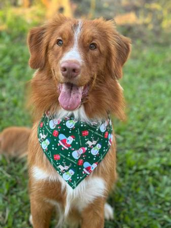Nova Scotia Duck Tolling Retriever for sale by TOLLERFLARE