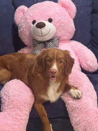 Nova Scotia Duck Tolling Retriever for sale by TOLLERFLARE