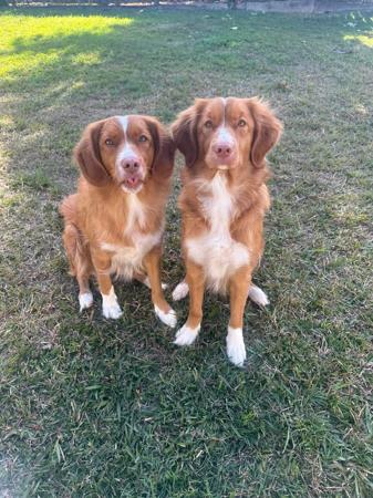 Nova Scotia Duck Tolling Retriever for sale by TOLLERFLARE