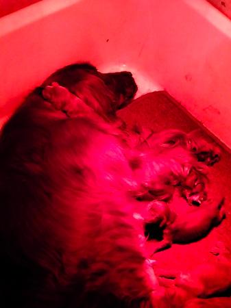 Irish Setter puppy for sale by MARTINRIDGE