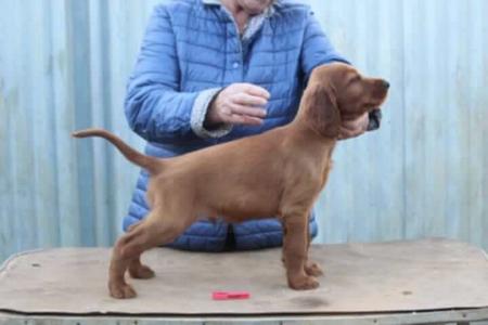 Irish Setter puppy for sale by MARTINRIDGE