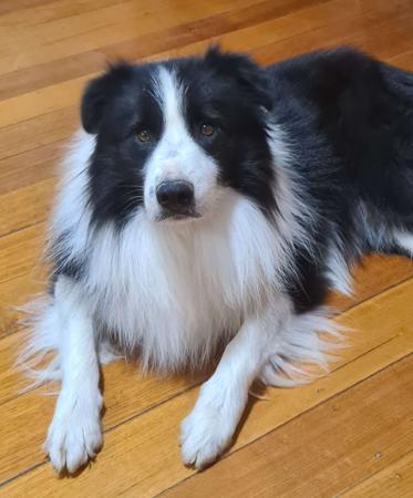 Border Collie for sale by WHILEURAWAY