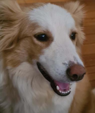 Border Collie for sale by WHILEURAWAY