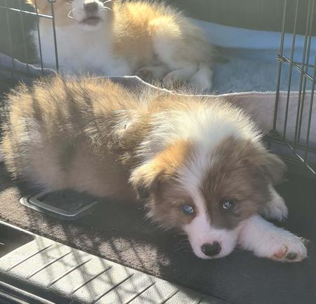Border Collie for sale by WHILEURAWAY