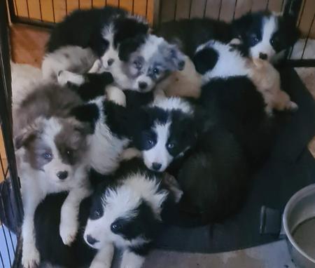 Border Collie for sale by WHILEURAWAY