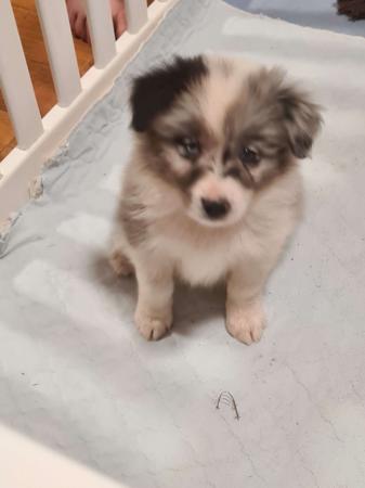 Border Collie for sale by WHILEURAWAY