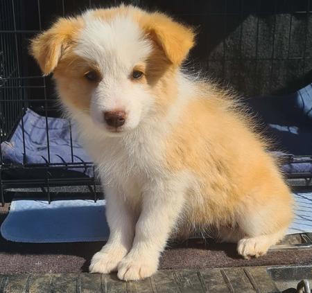 Border Collie for sale by WHILEURAWAY
