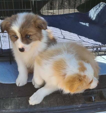 Border Collie for sale by WHILEURAWAY