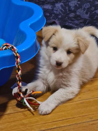 Border Collie for sale by WHILEURAWAY