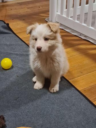Border Collie for sale by WHILEURAWAY