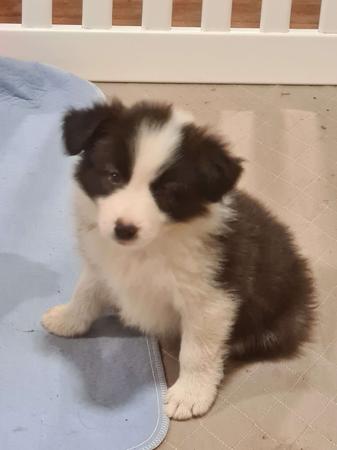 Border Collie for sale by WHILEURAWAY