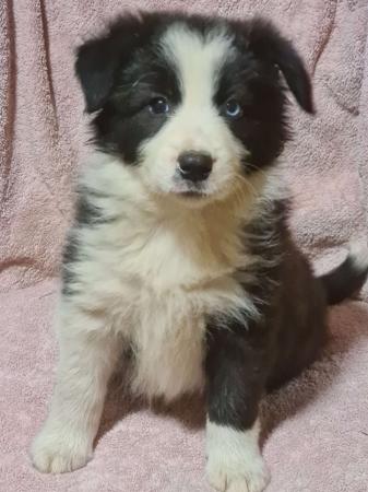 Border Collie for sale by WHILEURAWAY