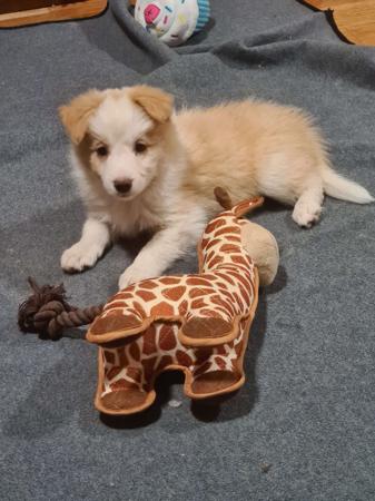 Border Collie for sale by WHILEURAWAY