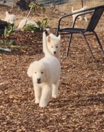 Maremma Sheepdog puppy for sale by WHILEURAWAY