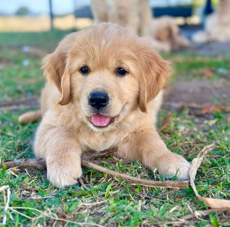 Golden Retriever for sale by ALLELIZA